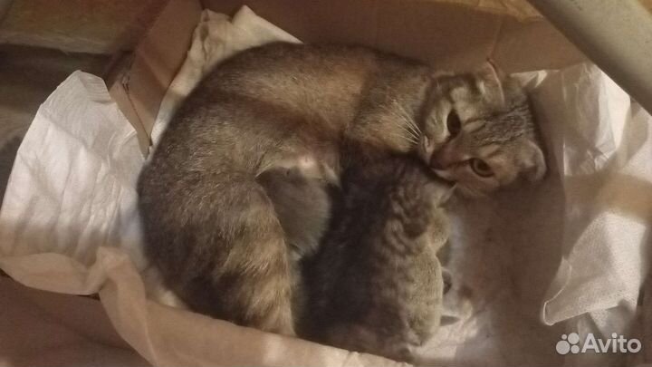 Котята в дар