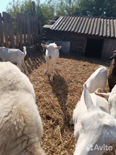 Зааненские чистокровные