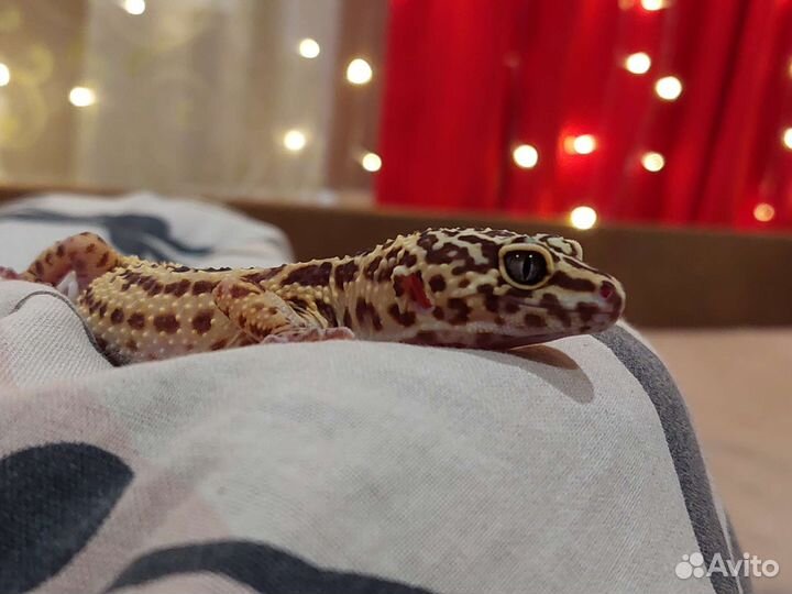 Пятнистый эублефар