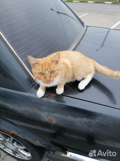Отдам котика в добрые руки