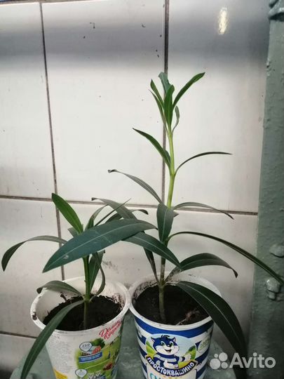 Олеандр махровый