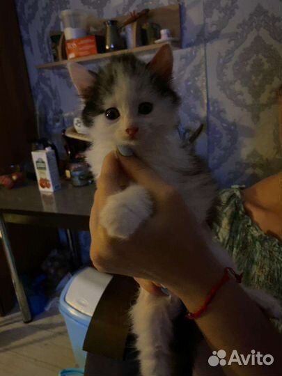 Кошки бесплатно