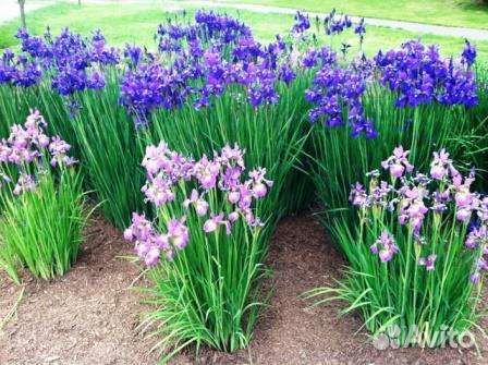 Ирис сибирский