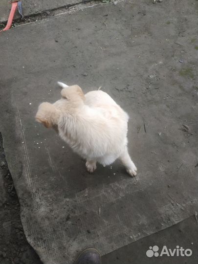 Молодой пёсик в добрые руки