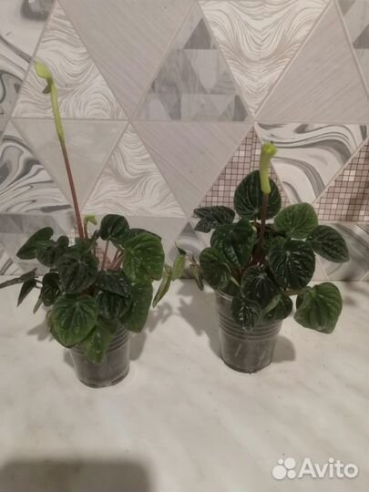 Комнатные растения ч. 3