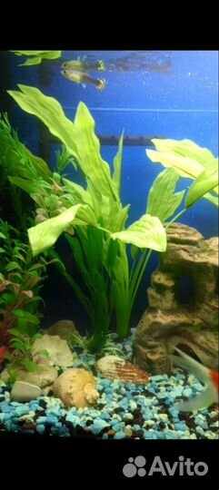 Грот для аквариума и растения