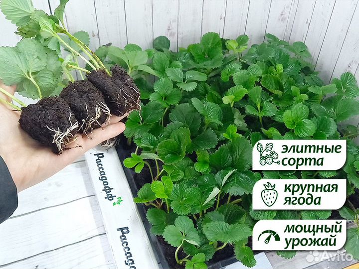 Рассада клубники. Опт от 64 шт