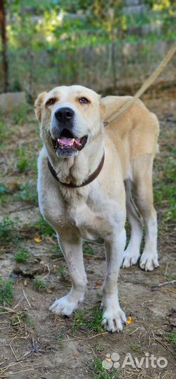 Среднеазиатская овчарка