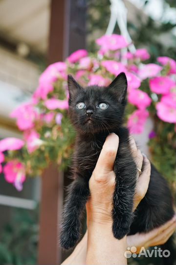 Отдам в заботливые руки черного котика