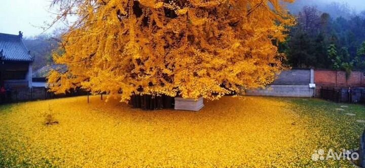 Гинкго билоба ginkgo biloba