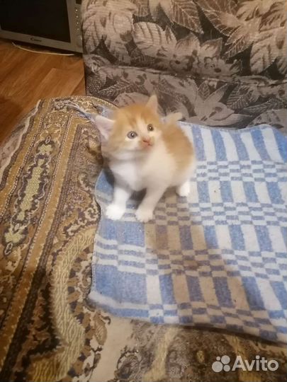 Кошка в дар бесплатно