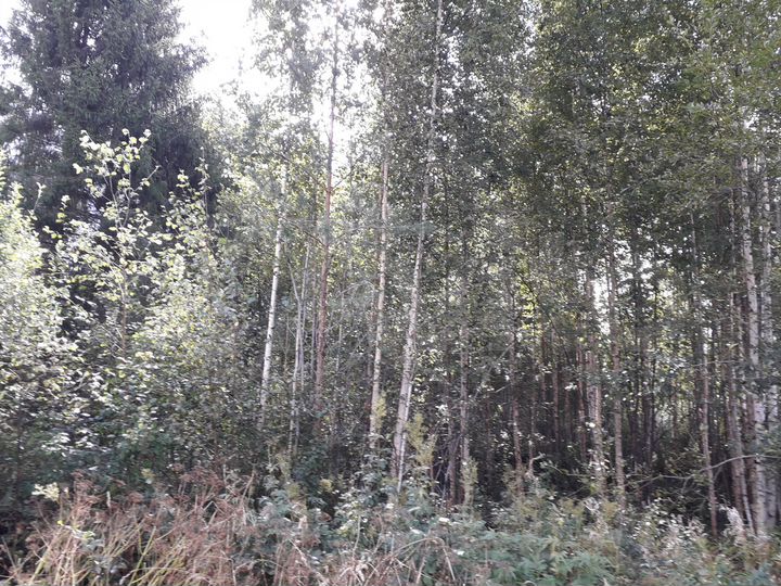 Участок 12 сот. (СНТ, ДНП)