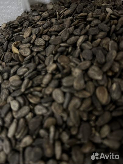 Сeмeна арбуза сopт Продюсер