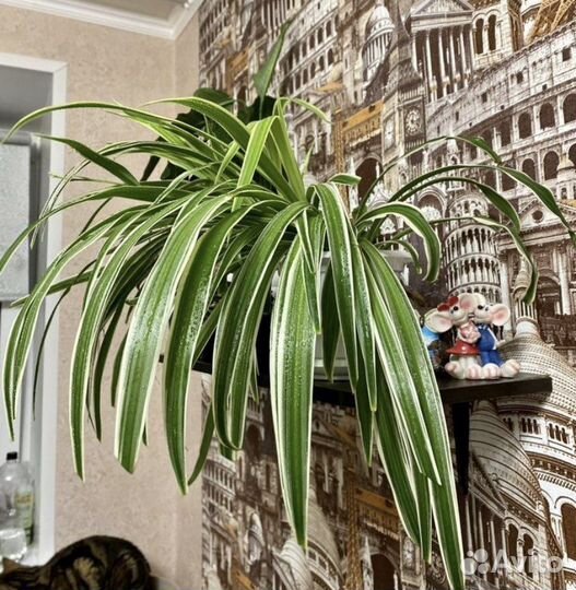 Хлорофитум полосатый кустик