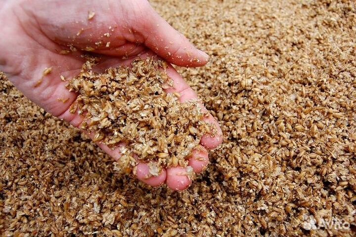 Пивная дробина влажная