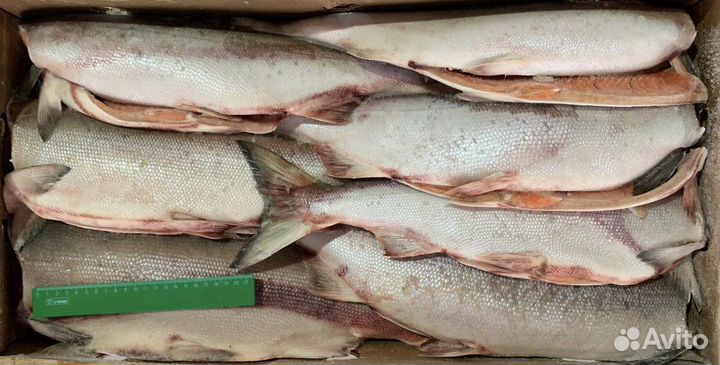 Рыба Нерка свежемороженая