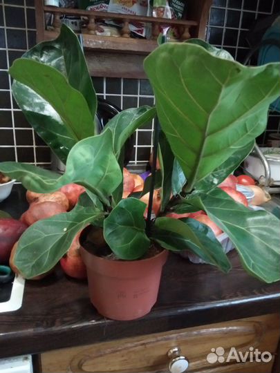 Фикус лирата