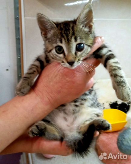 Котенок полосатик девочка
