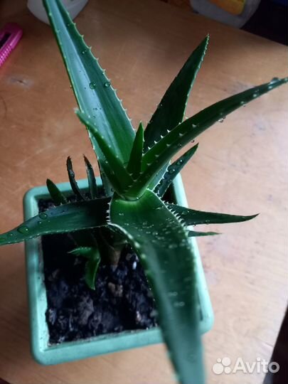 Алоэ комнатные растения