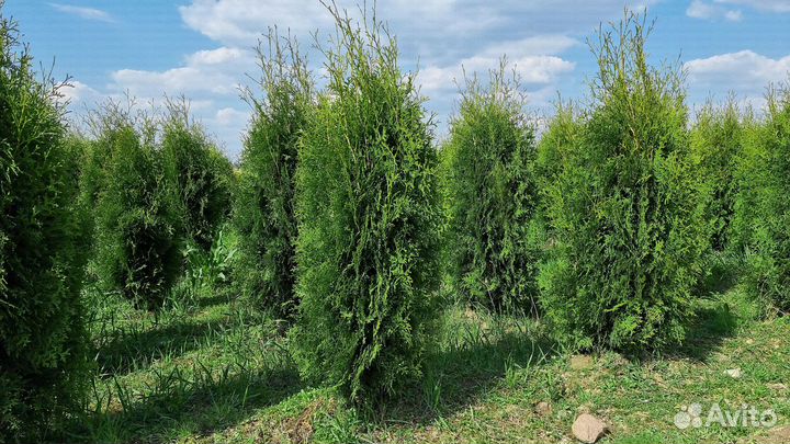 Туи оптом. Туя Колумна 140-160см