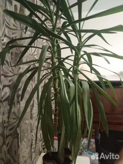 Юкка слоновая