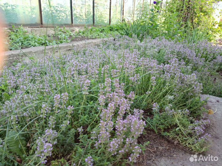 Чабрец (Тимьян)