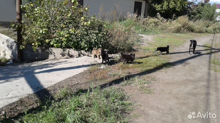 Щенячий дет.сад