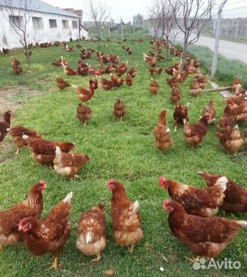 Куры несушки