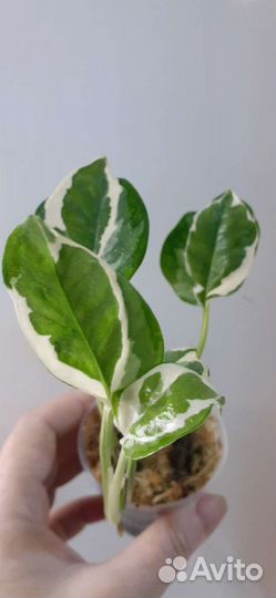 Сциндапсус эпипремнум, разные сорта