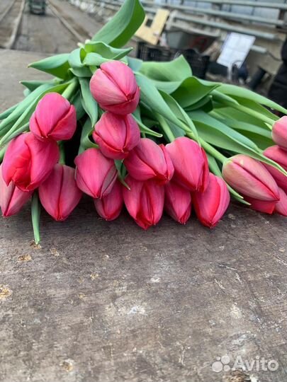 Тюльпаны оптом