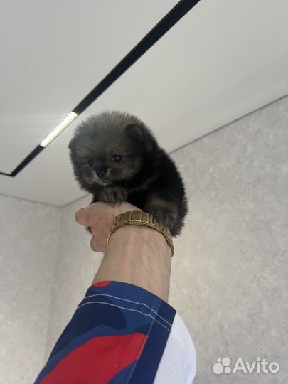 Померанский шпиц мини