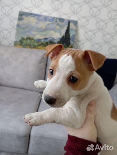 Джек Рассел