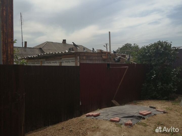 Продажа голубей