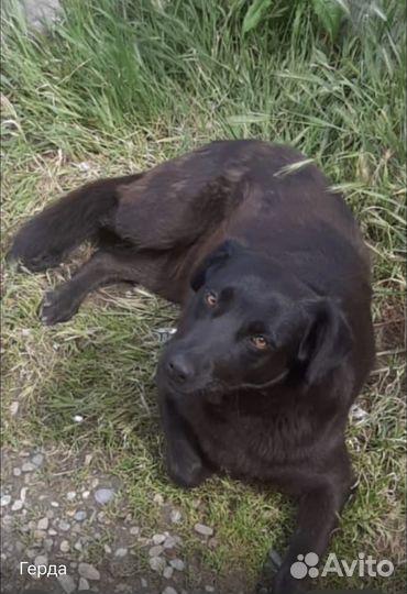 Потерялась собака