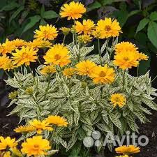 Многолетники садовые