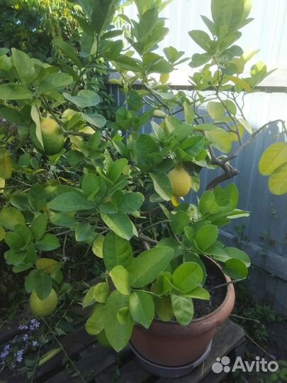 Лимонное дерево с плодами