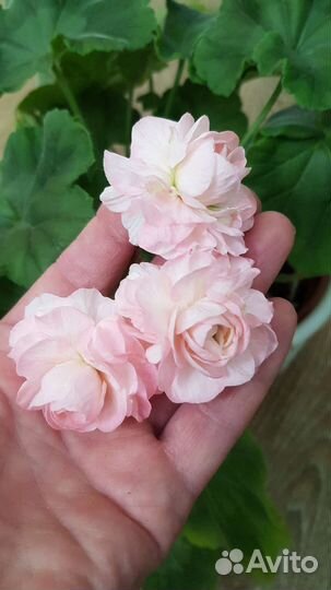 Та-Эммануэль