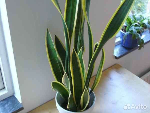 Сансевиерия
