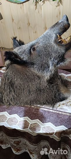 Чучело головы кабана