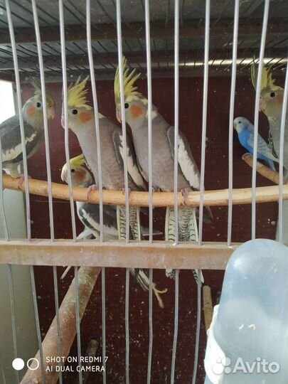 Продам выкормышей нифмы- кореллы