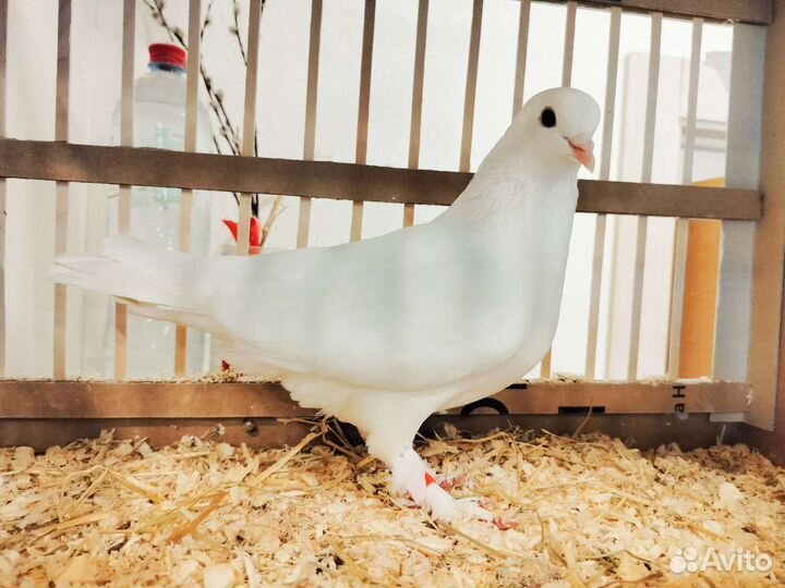 Голубь бакинский