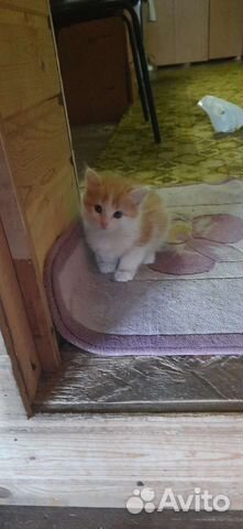 Котята в добрые руки бесплатно