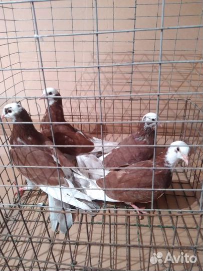 Бакинские широкохвостые голуби