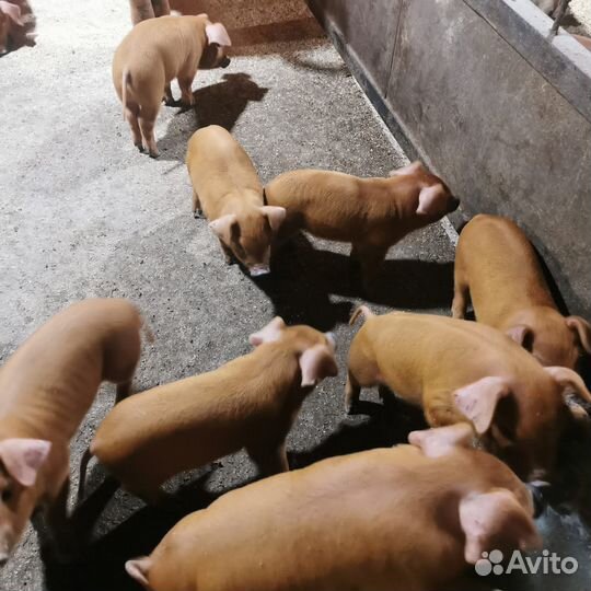 Поросята Дюрок