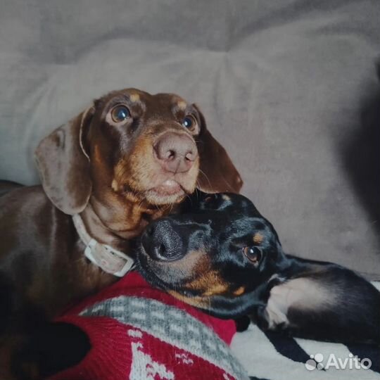 Кроличья такса