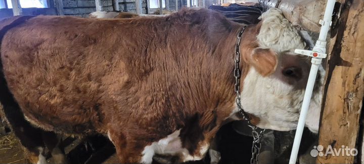 Быки на племя