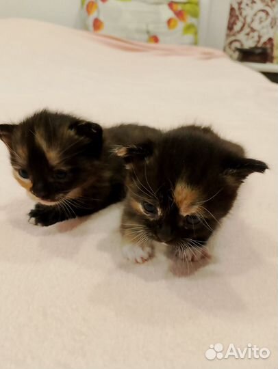 Котята девочки в очень добрые руки