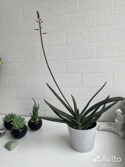 Комнатное домашнее растение алоэ вера отростки