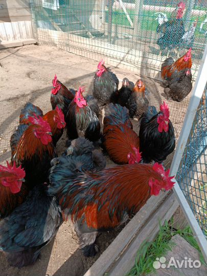 Карликовые кохинхины