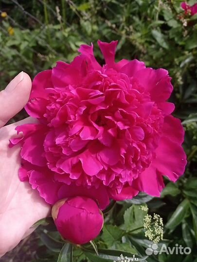 Пионы белый и малиновый Академгородок